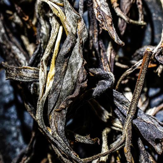 【元昌号】十二茶山风味大单株古树弯弓品鉴装7克/盒 商品图2