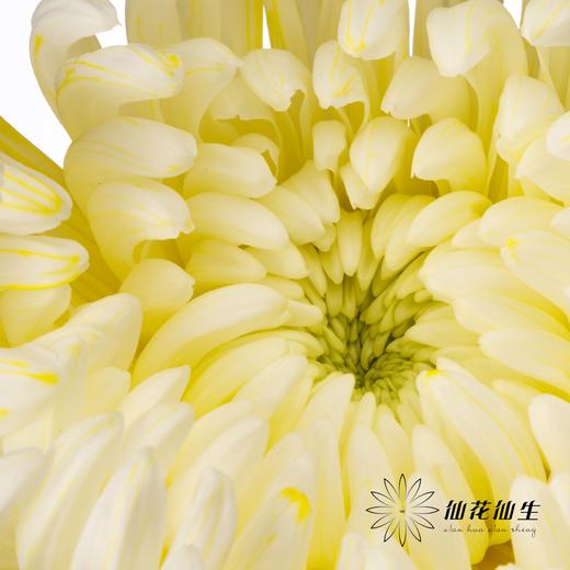 小菊 | 染色大头菊维也纳五彩斑斓【人工吸染，有色差，慎重下单】 商品图5