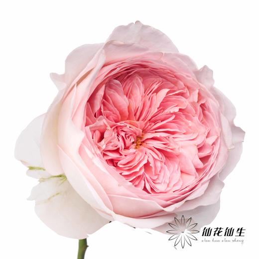 丽江基地单头玫瑰 | 妮可罗宾 商品图3