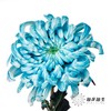 小菊 | 染色大头菊维也纳孔雀蓝【人工吸染，有色差，慎重下单】 商品缩略图2