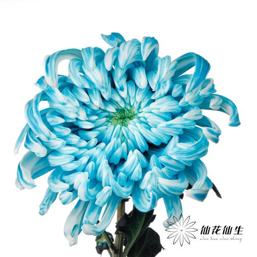 小菊 | 染色大头菊维也纳孔雀蓝【人工吸染，有色差，慎重下单】 商品图2