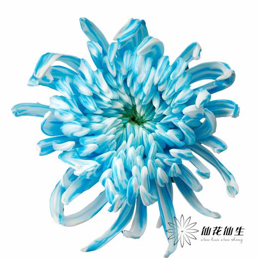 小菊 | 染色大头菊维也纳五彩斑斓【人工吸染，有色差，慎重下单】 商品图7