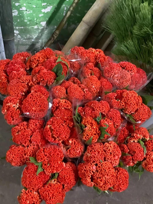 精品花材鸡冠花 商品图0