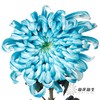 小菊 | 染色大头菊维也纳孔雀蓝【人工吸染，有色差，慎重下单】 商品缩略图0
