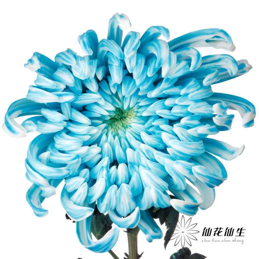 小菊 | 染色大头菊维也纳孔雀蓝【人工吸染，有色差，慎重下单】 商品图0