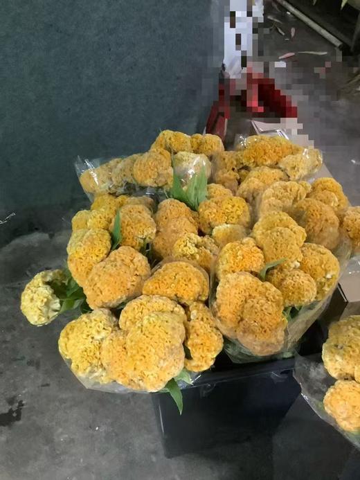 精品花材鸡冠花 商品图2