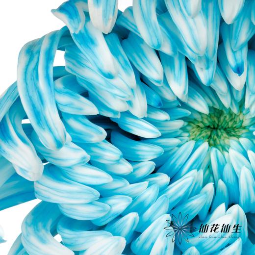小菊 | 染色大头菊维也纳孔雀蓝【人工吸染，有色差，慎重下单】 商品图1