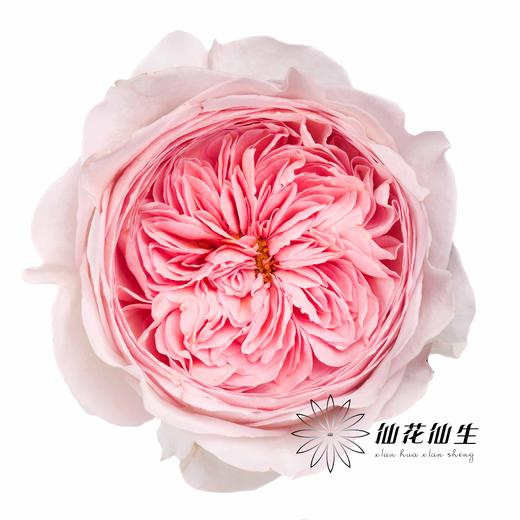 丽江基地单头玫瑰 | 妮可罗宾 商品图0