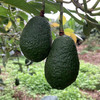 版纳牛油果  生态自然成熟现摘现发水果 商品缩略图0
