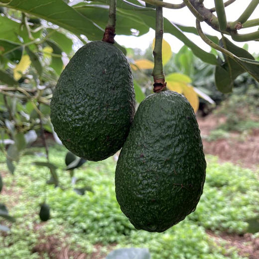 版纳牛油果  生态自然成熟现摘现发水果 商品图0