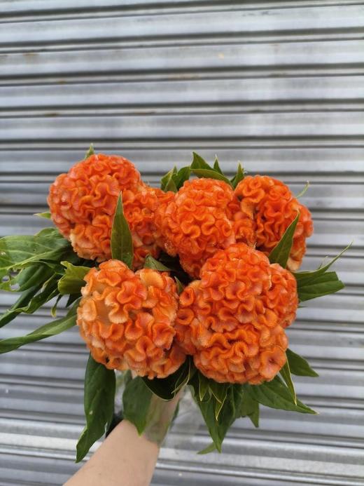 精品花材鸡冠花 商品图6