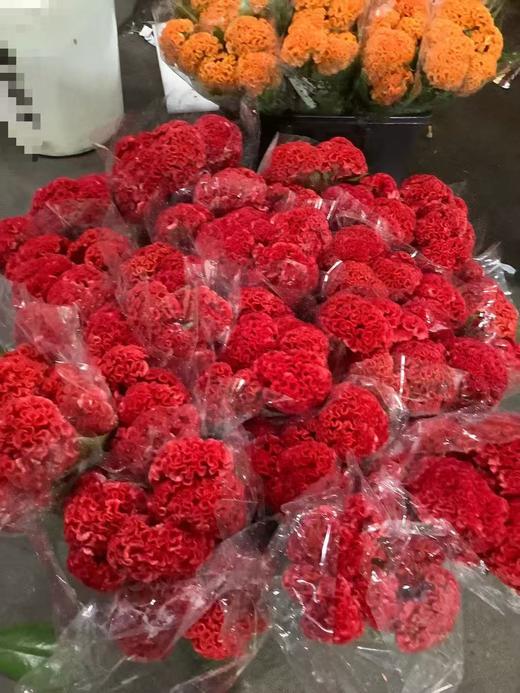 精品花材鸡冠花 商品图4