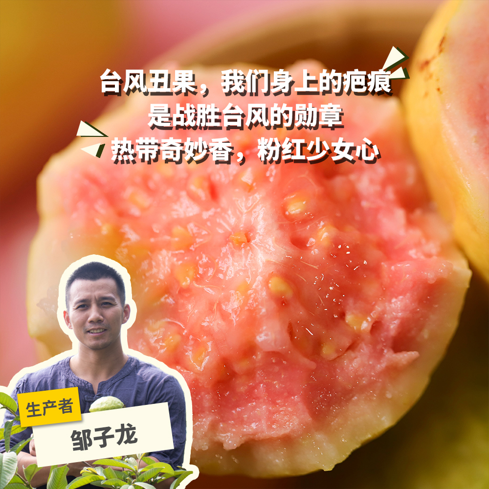 有机胭脂红番石榴（台风丑果，预售，一个周左右发） | 绿家自产 * Carmine guava | Self-production