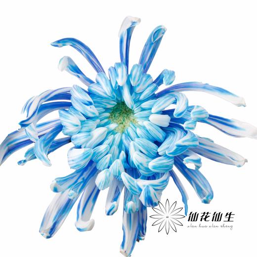 小菊 | 染色大头菊维也纳五彩斑斓【人工吸染，有色差，慎重下单】 商品图1