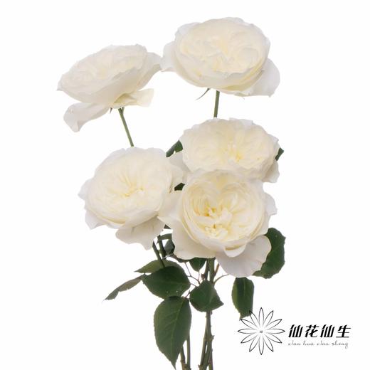 丽江基地单头玫瑰 | 泰勒 商品图3