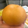 冰糖羊脂秋月梨  皮薄肉厚 果肉雪白  11.8/个约1斤上下 商品缩略图1