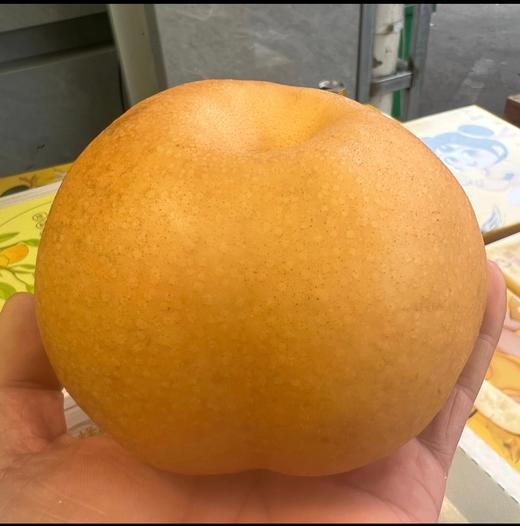 冰糖羊脂秋月梨  皮薄肉厚 果肉雪白  11.8/个约1斤上下 商品图1
