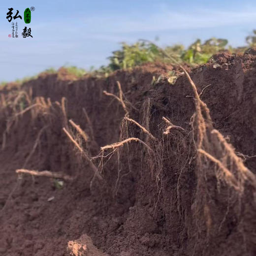 【弘毅六不用生态农场】六不用 温县铁棍山药  5斤/份 商品图8