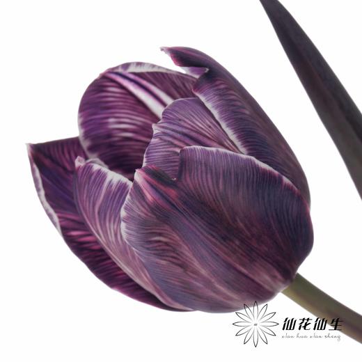 荷兰花材 | 染色郁金香紫色【人工染色有色差，介意慎拍】 商品图4