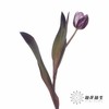 荷兰花材 | 染色郁金香紫色【人工染色有色差，介意慎拍】 商品缩略图2