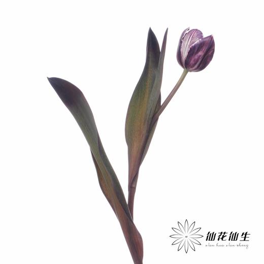 荷兰花材 | 染色郁金香紫色【人工染色有色差，介意慎拍】 商品图2