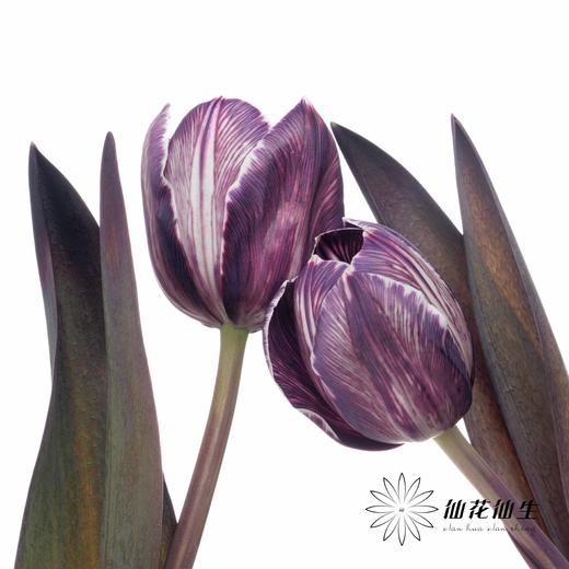 荷兰花材 | 染色郁金香紫色【人工染色有色差，介意慎拍】 商品图1