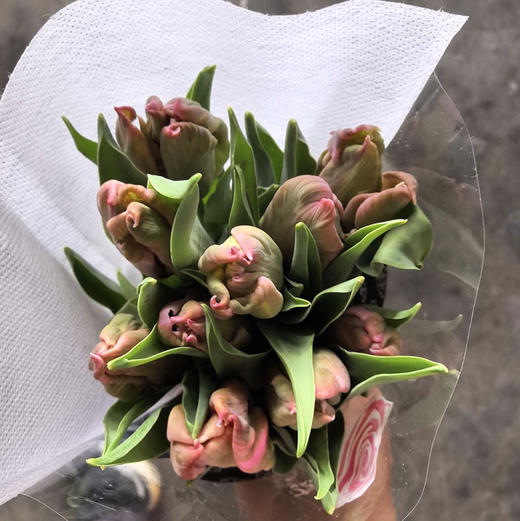 郁金香. 天秤-粉色鹦鹉嘴 商品图0