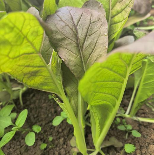 生态快菜 | 脆嫩细腻 | 石嫣农场 * Chinese Cabbage | Self-Produced 商品图1
