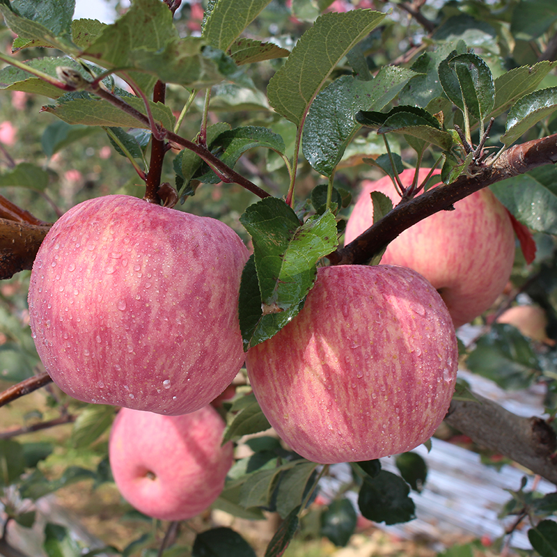 【正宗洛川苹果】顶端果业正宗洛川红富士苹果整箱批发清凉彩箱装多规格可选