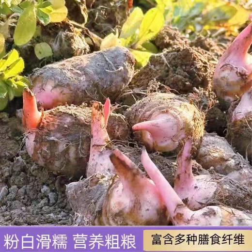 新鲜鸿光芋艿10斤 商品图6