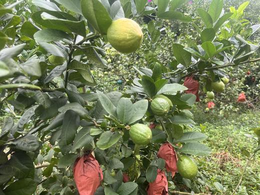 香水柠檬 商品图1