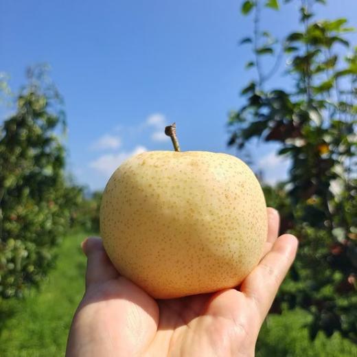 小空山有机梨有机黄金梨 有机种植脆甜多汁香味浓郁人工割草现摘现发水果 商品图0