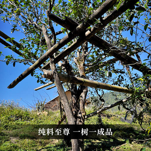 【小荒田单株】2024年原始森林顶层生态单株 鲜为人知的小荒田 茶甜度仅次于冰岛老寨 250克/袋 商品图1