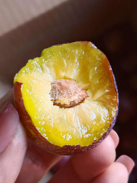 汶川高山脆李
红的发紫，脆甜多汁，脱骨离心，硬着吃微微可以忽略的酸，软吃蜜甜，很有李子风味，这个汶川的小脆红李，看起来平平无奇的，喜欢吃脆李的一定要试一下，3斤/份