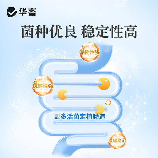 华畜丁酸霸王200g调节肠道提高采食量 商品图2