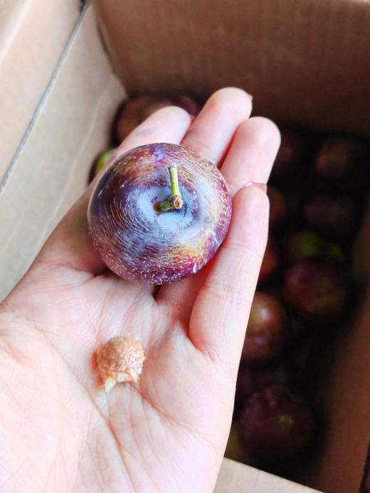 汶川高山脆李
红的发紫，脆甜多汁，脱骨离心，硬着吃微微可以忽略的酸，软吃蜜甜，很有李子风味，这个汶川的小脆红李，看起来平平无奇的，喜欢吃脆李的一定要试一下，3斤/份 商品图3