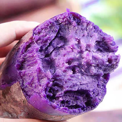 有机紫薯 商品图3