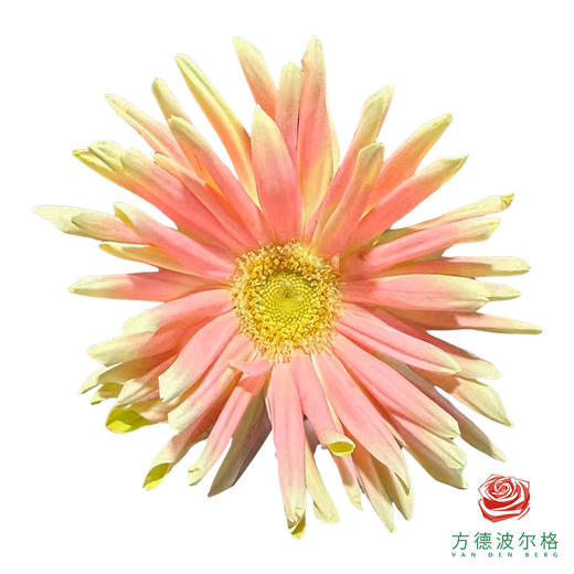 非洲菊-康定 10枝1扎 商品图1