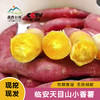 昌西公社【中果】临安天目山区小香薯生态种植软糯香甜现挖现发5斤 商品缩略图0