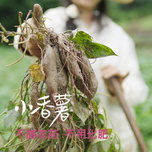 昌西公社【中果】临安天目山区小香薯生态种植软糯香甜现挖现发5斤 商品图4