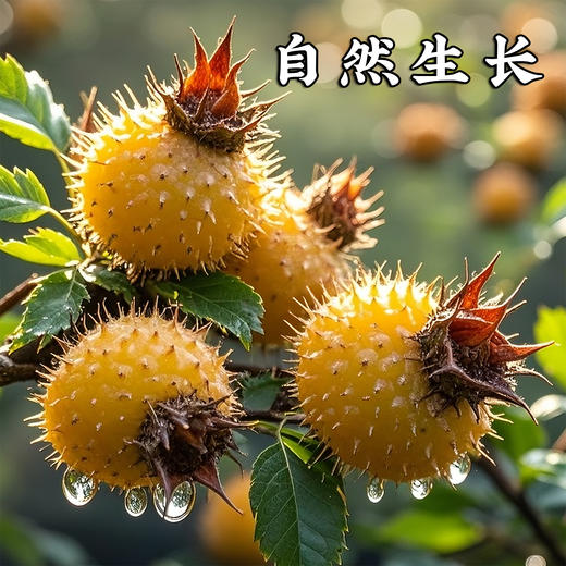 贵州特产刺梨茶干货泡水喝50克/罐 商品图4