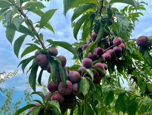 汶川高山脆李
红的发紫，脆甜多汁，脱骨离心，硬着吃微微可以忽略的酸，软吃蜜甜，很有李子风味，这个汶川的小脆红李，看起来平平无奇的，喜欢吃脆李的一定要试一下，3斤/份 商品图4