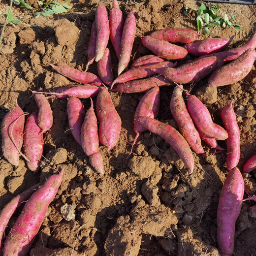 有机紫薯 商品图5