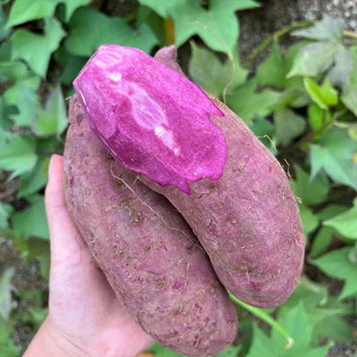 有机紫薯 商品图4