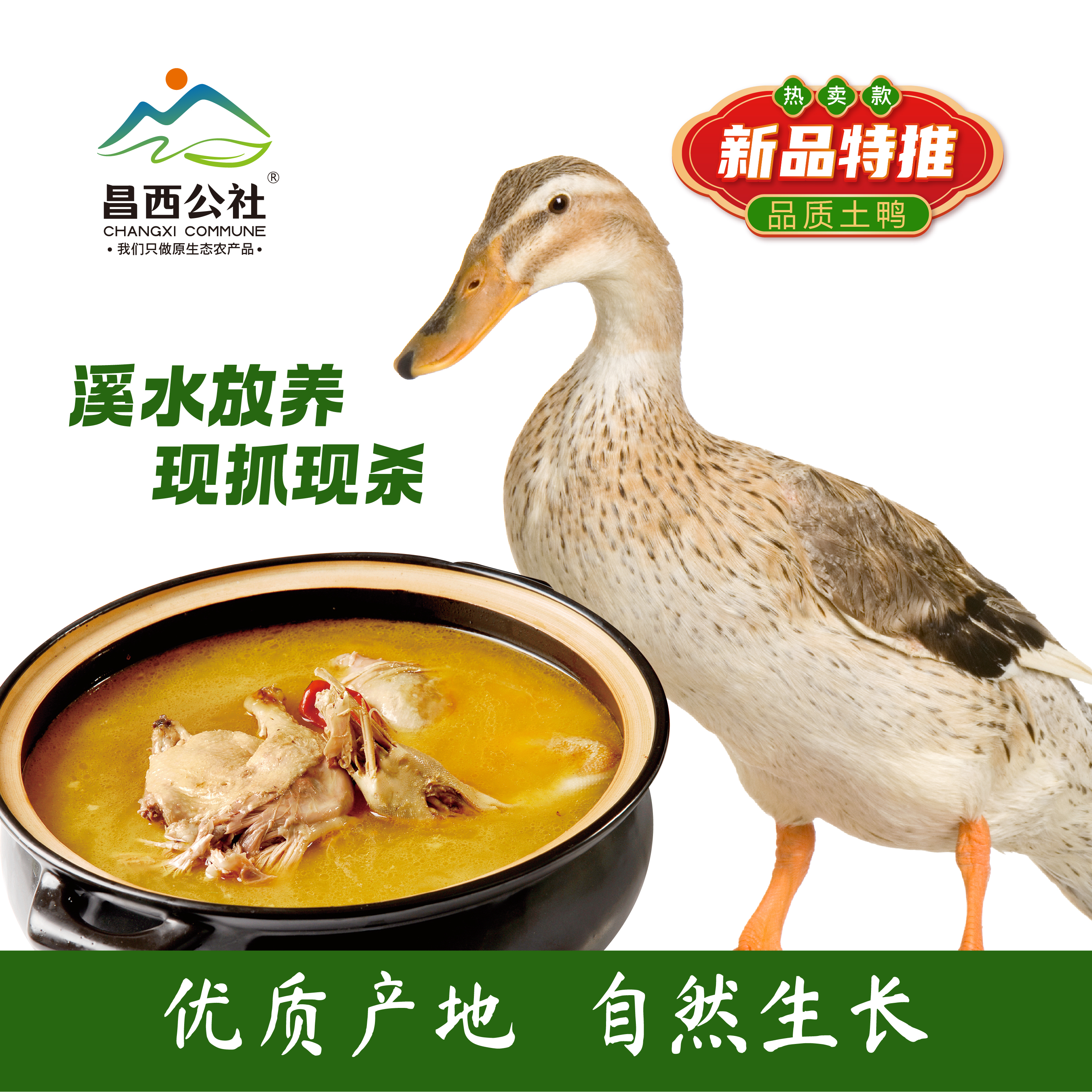 昌西公社溪水散养土鸭