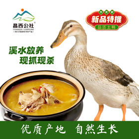 昌西公社溪水散养土鸭