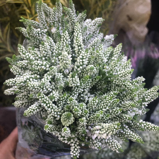 多头鼠尾.白色 商品图0