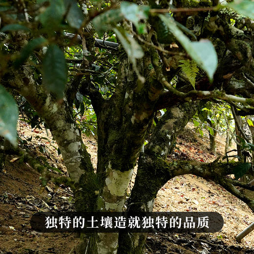 最后5提，售罄绝版！【麻黑单株】【双11狂欢盛典】2025年头春头采古茶单株易武山系的标杆韵味易武小香猪再好喝也没有麻黑的茶香，100克*5饼，整提购 商品图9