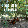 昌西公社高山散养土鸡3斤左右农家散养 商品缩略图2