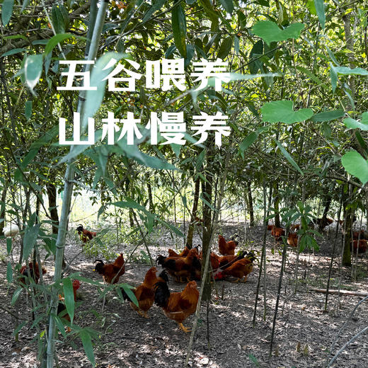 昌西公社高山散养土鸡3斤左右农家散养 商品图2